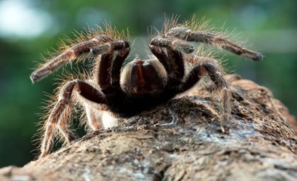 A large brown hairy spider sits atop a rock at close range to the viewer.